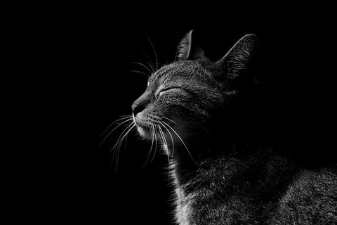 cat-4184276_640