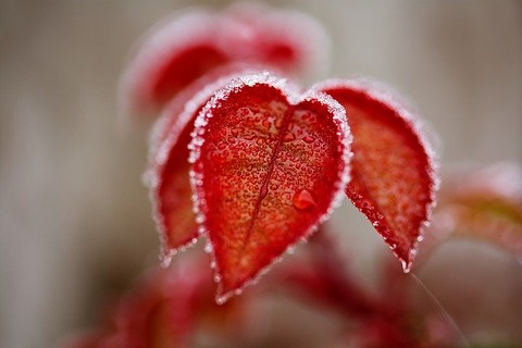 leaves-4673997_640