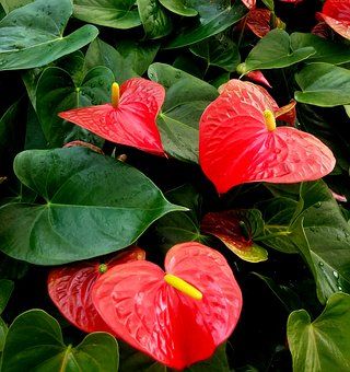 anthurium-2454383__340