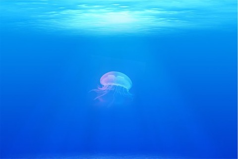 jellyfish-698521__340