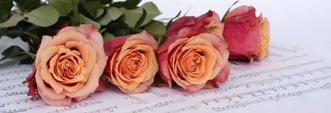 roses-2366341__340