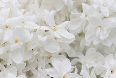 lilac-4250869__340