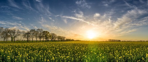 oilseed-rape-2135026__340