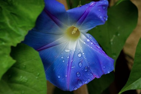 flower-4251160__340