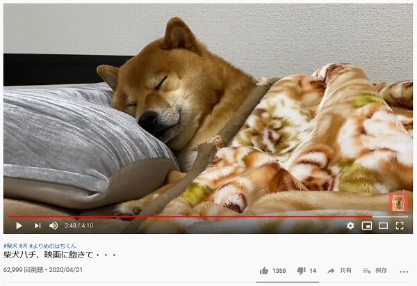 寝る犬