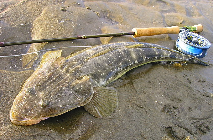 FLATFISH