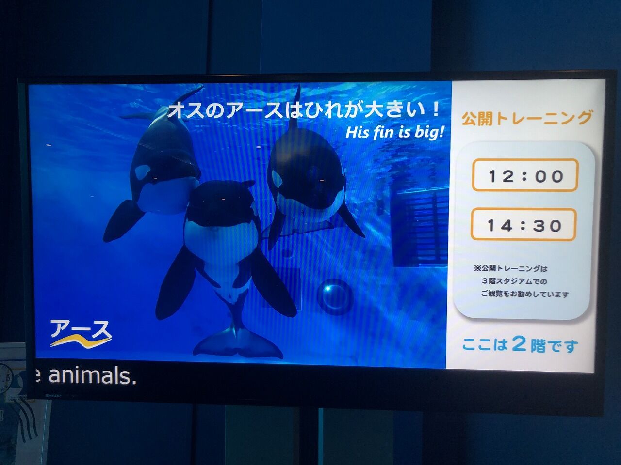 名古屋港水族館 シャチは鴨川シーワールドのシャチと同じ血縁関係 Yusar1n 咲及 の日報 名古屋港水族館 シャチは鴨川シーワールドのシャチと同じ血縁関係 Yusar1n 咲及 の日報