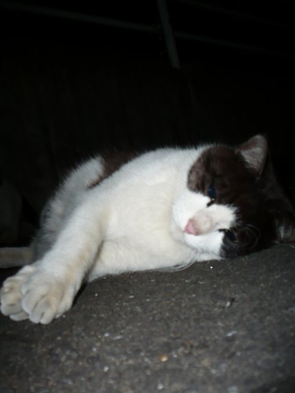 なんだか眠いんだ パトラッシュ ドーンof巨神兵