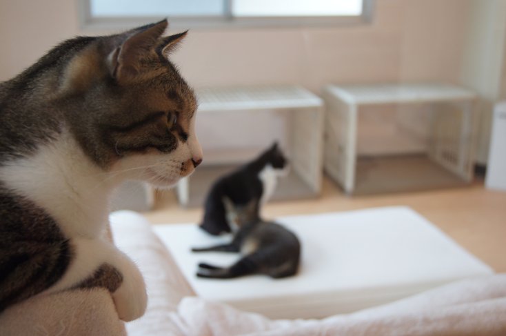 溝の口の猫カフェ ドーンof巨神兵 溝の口の猫カフェ ドーンof巨神兵
