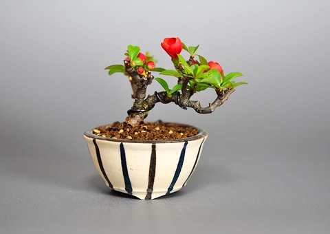 bonsai-1