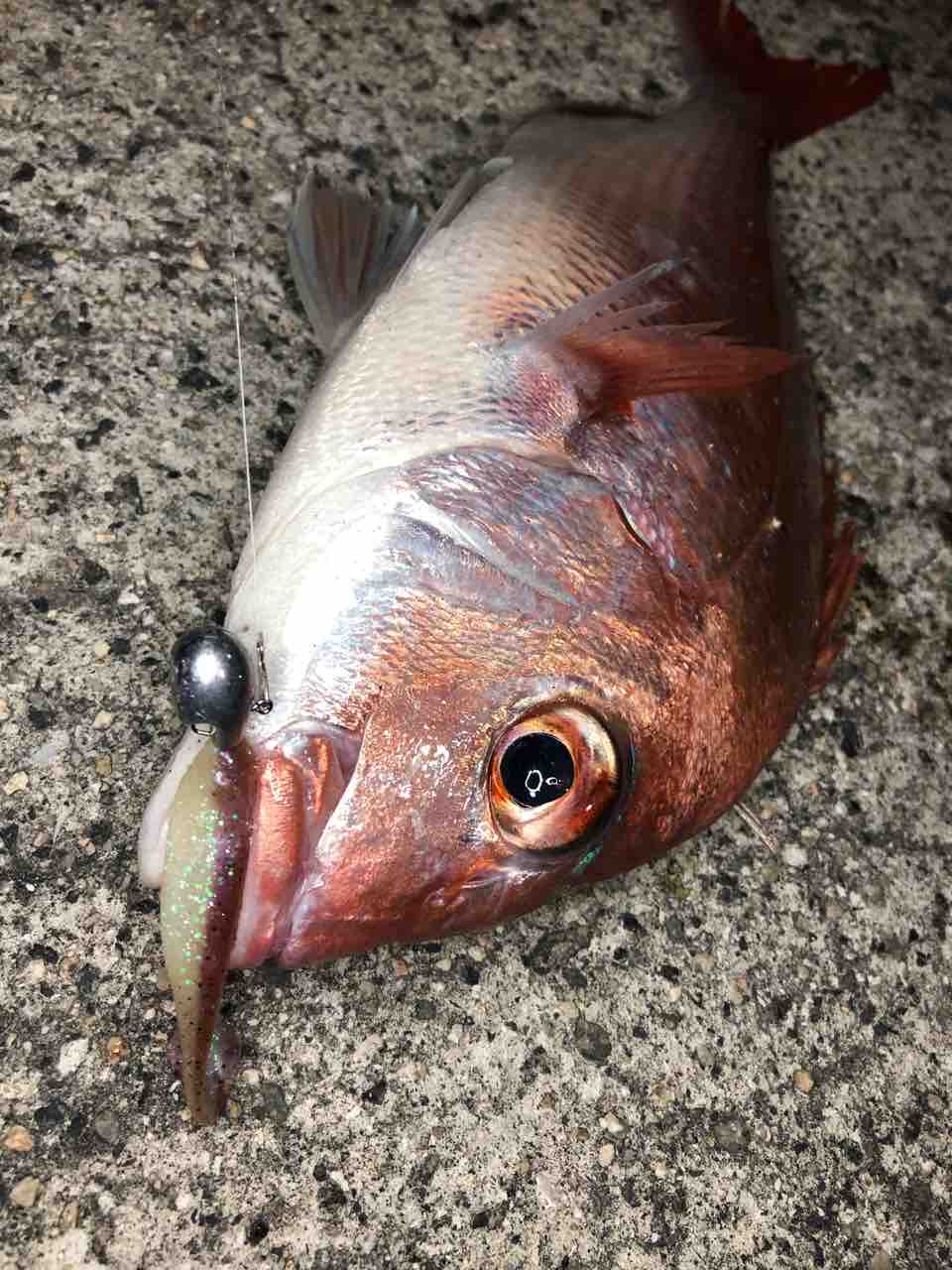 ミドルゲームでショアマダイ 2 ゆーすけが行く