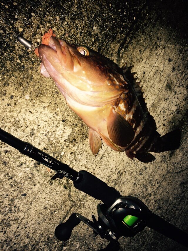 瀬戸内アコウ ゆーすけが行く