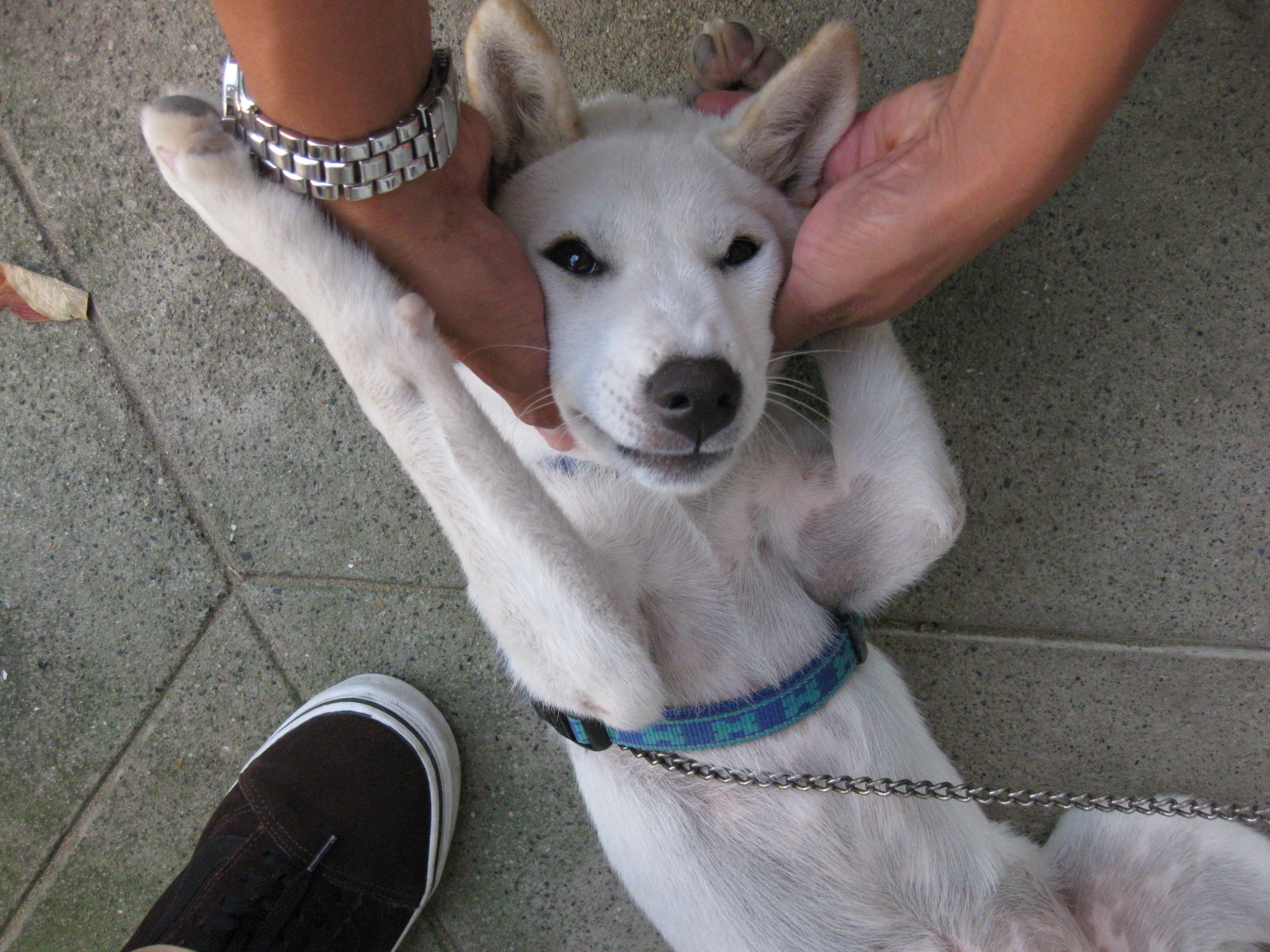 お父さん犬 バイオハザード Mogu S Blog
