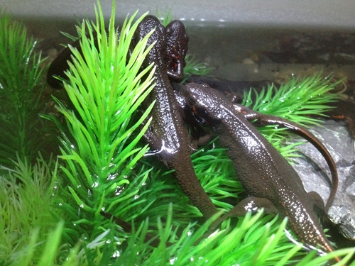 鉢底ネット 大人イモリの水槽フタを綺麗に作り直しました たわいもない暇人のブログ