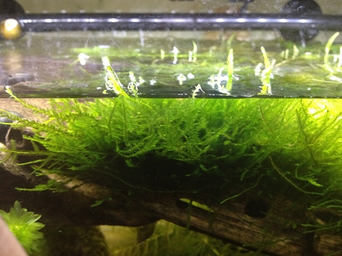 水槽内のウィローモスがもっさもさになってきています たわいもない暇人のブログ