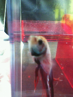 おとなしいベタ 日記 とても不定期