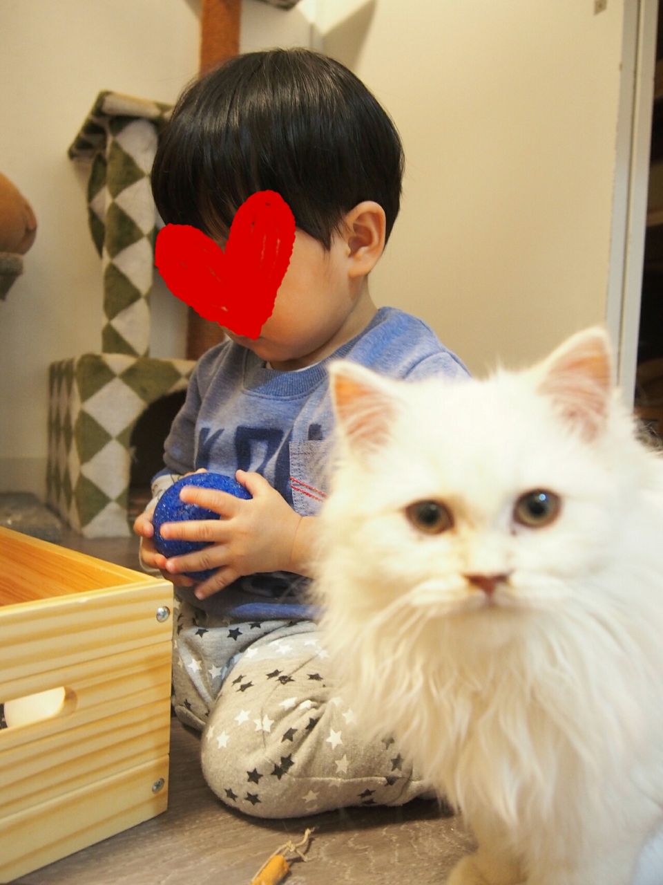 子連れでおでかけ 小さい子どもokの 癒しの猫カフェ ゆったりさんのねこ育児