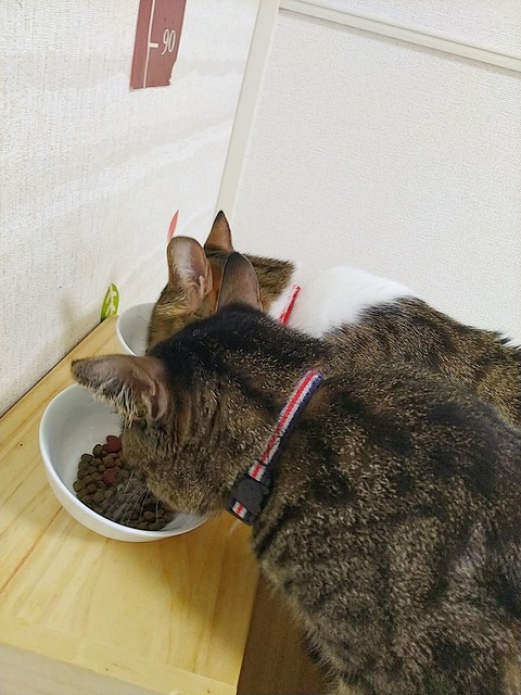 CYMERA_20190626_084104-01