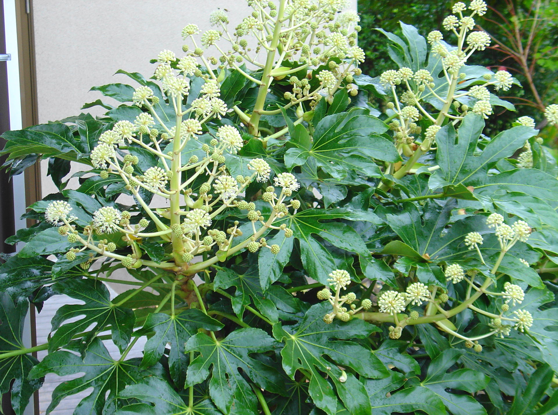 八手の花 やつでのはな 椿壽菴だより