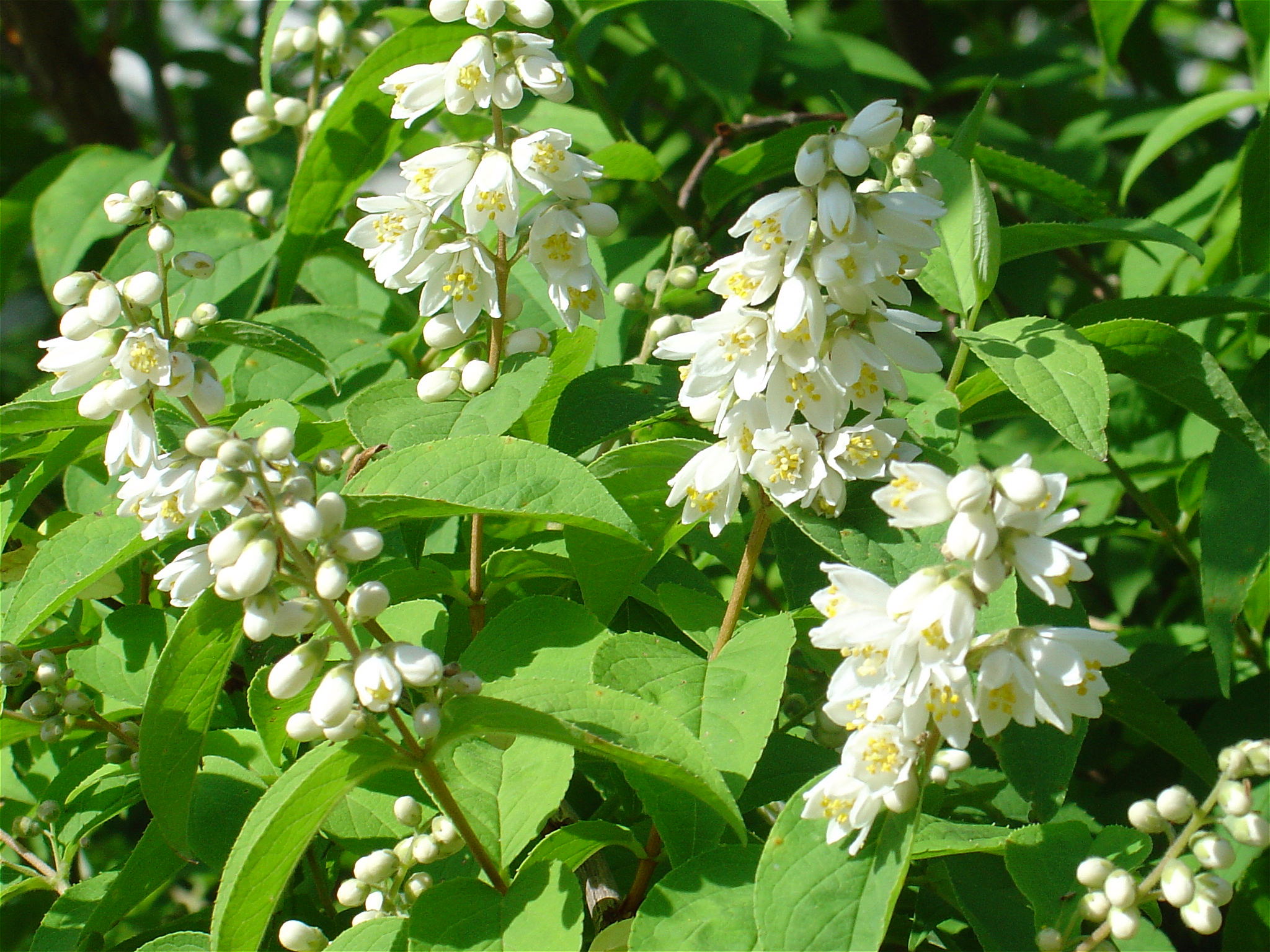 卯の花 うのはな 椿壽菴だより
