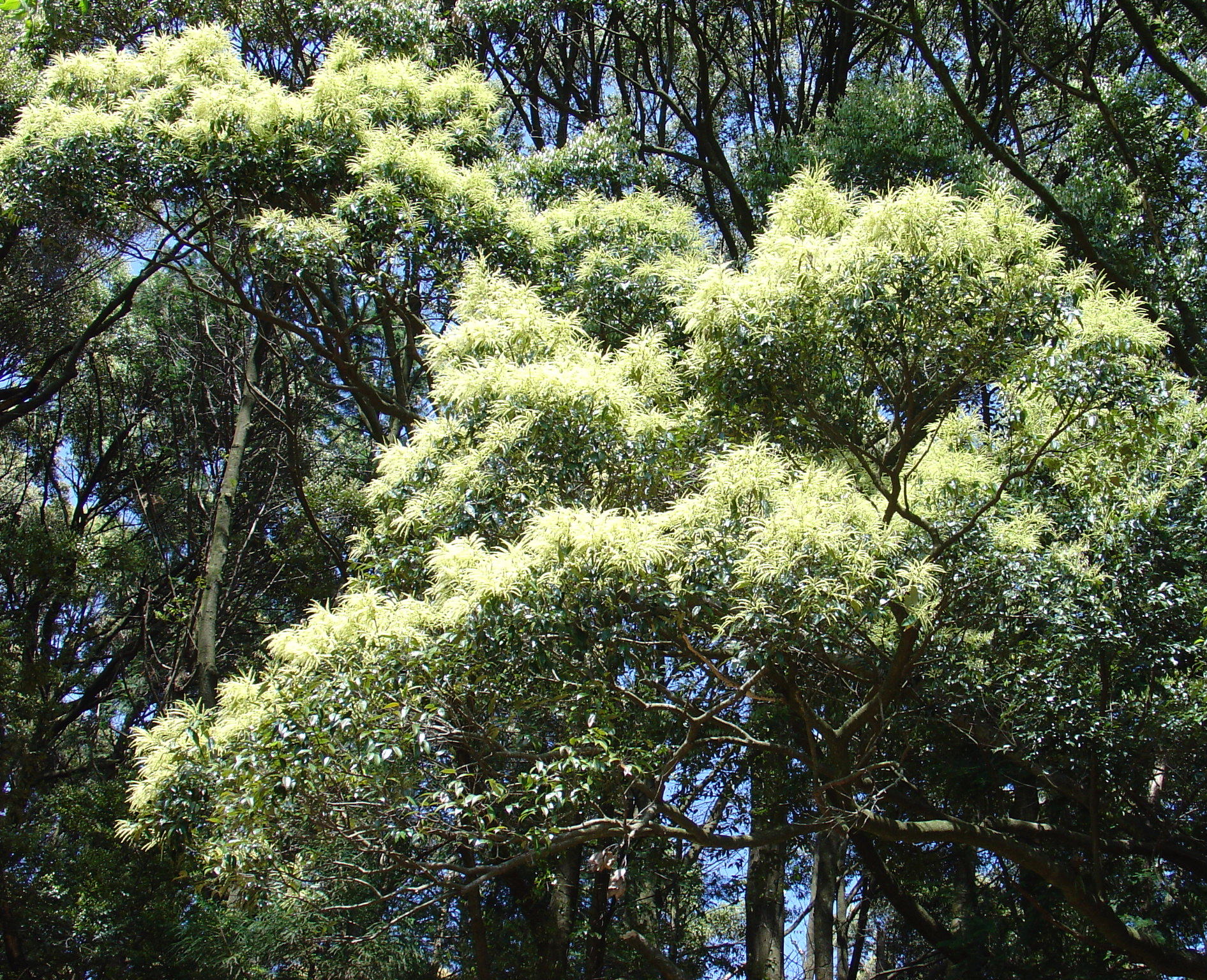 椎の花 しいのはな 椿壽菴だより