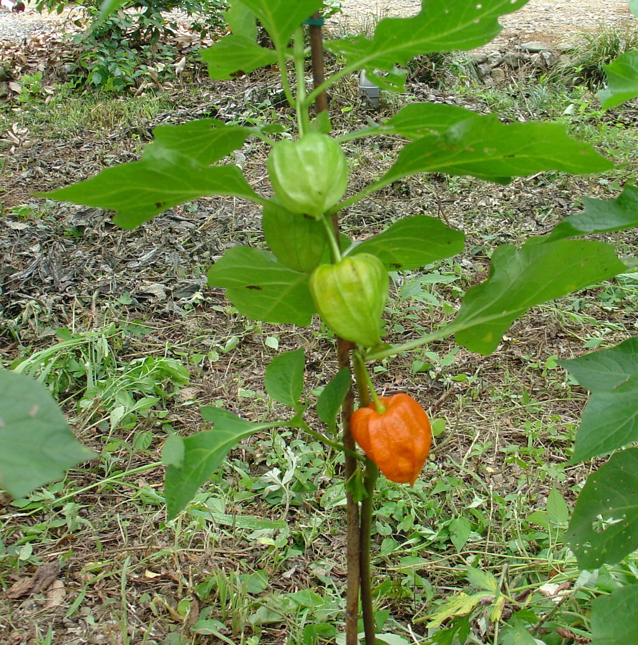 鬼灯 ほおずき 椿壽菴だより
