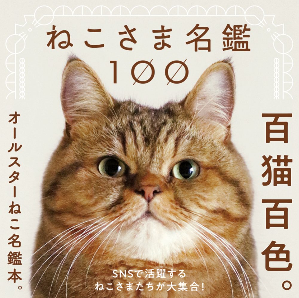 癒しの猫 一緒に癒されましょう ネコにゃ目まとめチャンネル 癒しの猫 一緒に癒されましょう ネコにゃ目まとめチャンネル