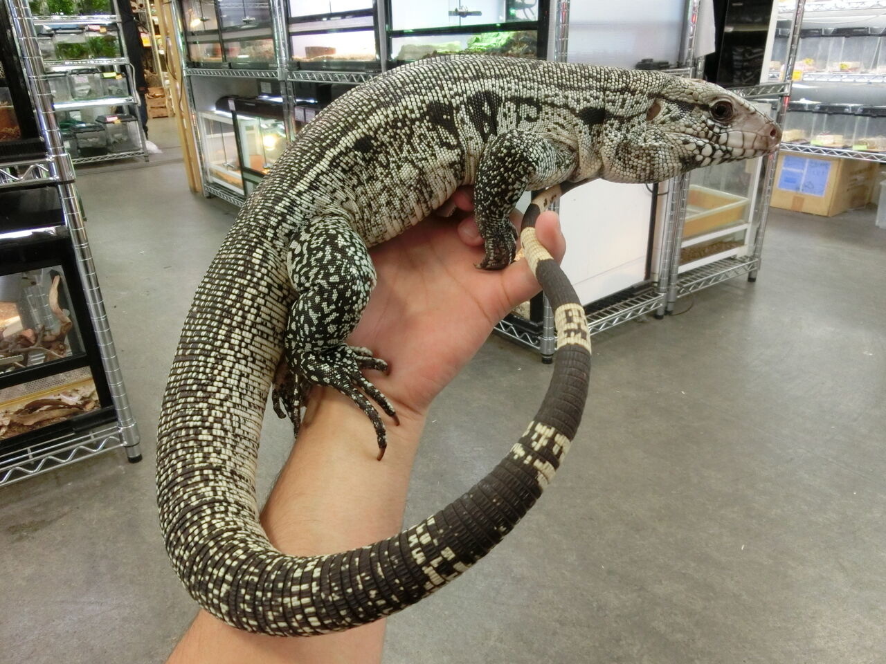 テグー トカゲ ファンいますかあ 冷凍の生き物 ネコにゃ目まとめチャンネル テグー トカゲ ファンいますかあ 冷凍の生き物 ネコにゃ目まとめチャンネル