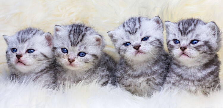 劇的かわいい猫 大集合 ネコにゃ目まとめチャンネル