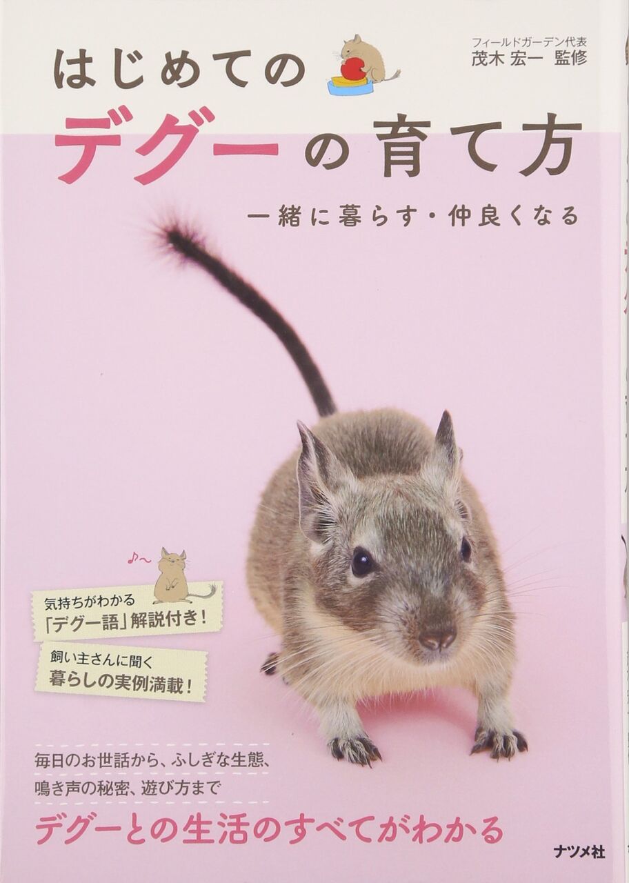 デグー知ってますか おやつ 噛まれたときの対処 換毛期 ネコにゃ目まとめチャンネル デグー知ってますか おやつ 噛まれたときの対処 換毛期 ネコにゃ目まとめチャンネル