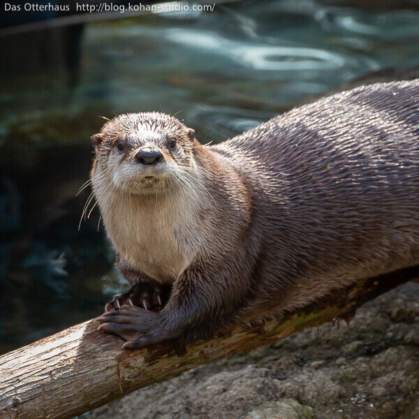 カワウソ ラッコとはとは違うのね ネコにゃ目まとめチャンネル