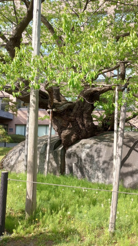 IMG_20240429_151121408_HDR