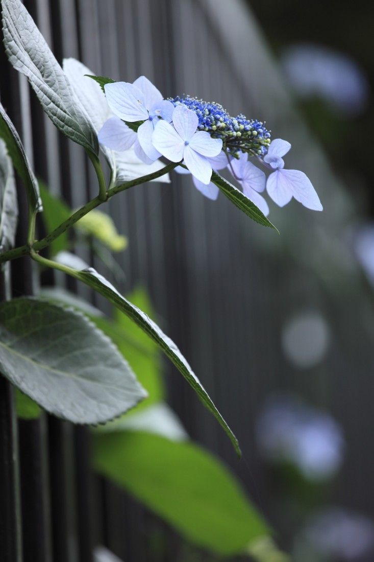 ティップス あじさいの花の色を 自分好みに変えてみない ルビデコ ティップス あじさいの花の色を 自分好みに変えてみない ルビデコ