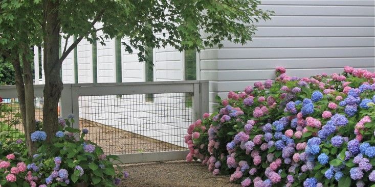 ティップス あじさいの花の色を 自分好みに変えてみない ルビデコ ティップス あじさいの花の色を 自分好みに変えてみない ルビデコ