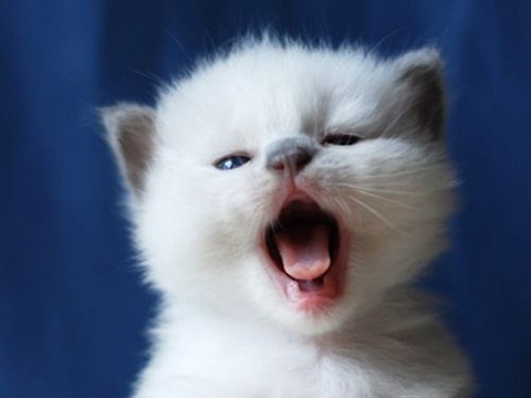 a-sleepy-animals-3