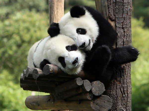 ほんわか仲良し動物画像 リトルトリップ