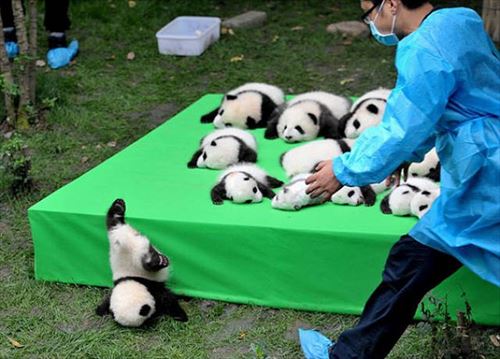 ただいまー 復帰第一弾はきゃわわおもしろ動物画像集43枚 リトルトリップ ただいまー 復帰第一弾はきゃわわおもしろ動物画像集43枚 リトルトリップ