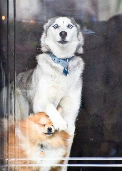 these_funny_animals_1220_640_01