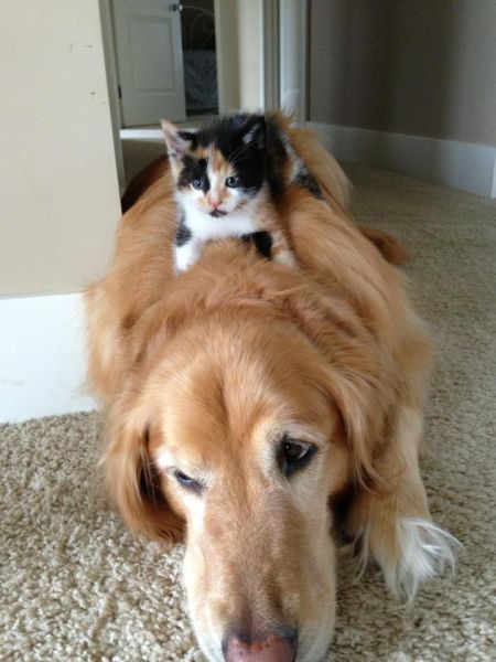 these_funny_animals_1216_640_13