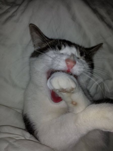 these_funny_animals_1216_640_17