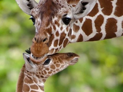 animal-mama-9