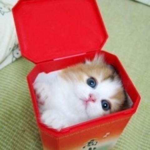 cat-saturday-74
