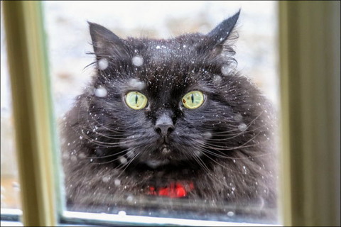 cats_have_snow_days_too_640_08