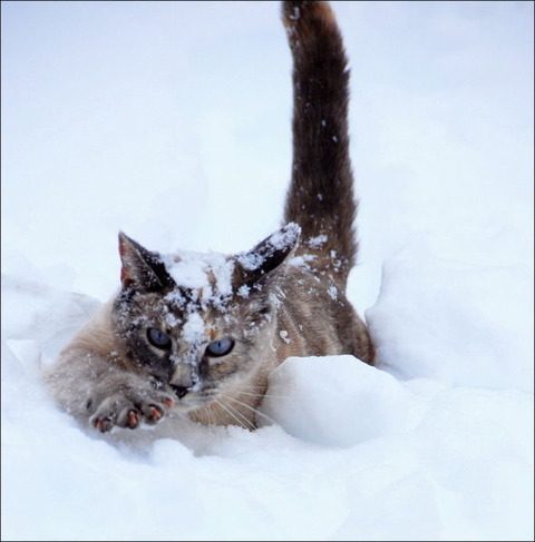 cats_have_snow_days_too_640_22