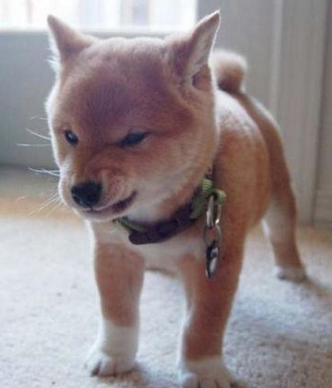 柴犬はかわいい リトルトリップ