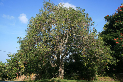 avocado-tree