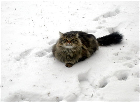 cats_have_snow_days_too_640_19