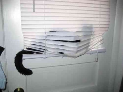 cats-and-blinds-11