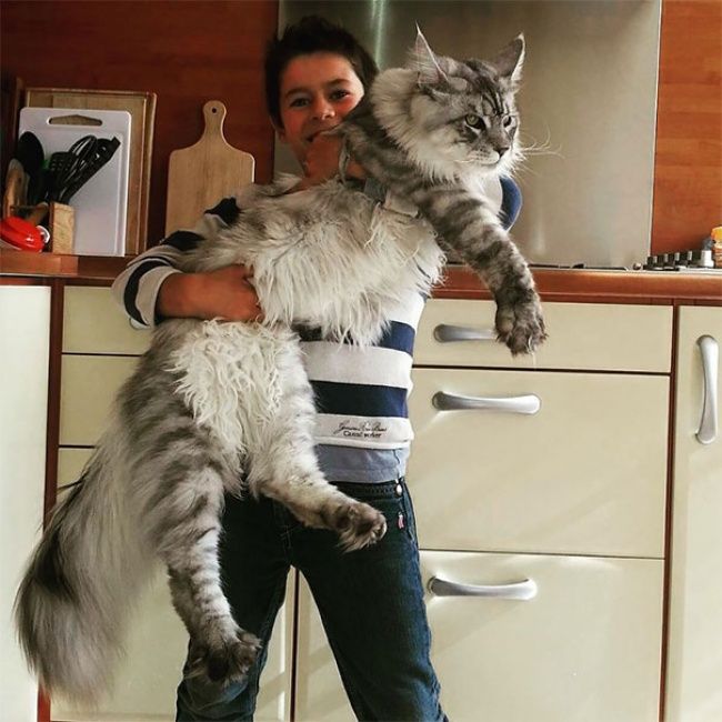 淡々と デカイ猫 メインクーン様 リトルトリップ 淡々と デカイ猫 メインクーン様 リトルトリップ