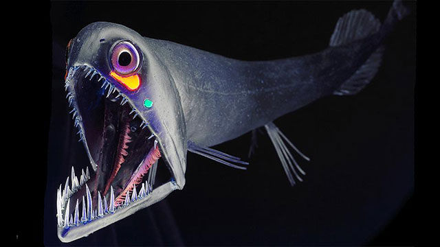 安定の恐ろしさ 深海生物 ギャラリー 高画質 リトルトリップ